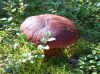 DSCF4952.jpg