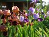 DSCF7735.jpg