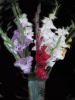 Gladiolusy.jpg