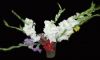 Gladiolusy1.jpg
